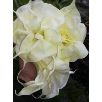 DATURA arba BRUGMANSIJA - 'TILTLE' (Brugmansia suaveolens)
