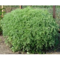 DIEMEDIS (Artemisia abrotanum)
