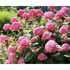 HORTENZIJA „ANNABELLE  PINK“ (Hydrangea arborescens)