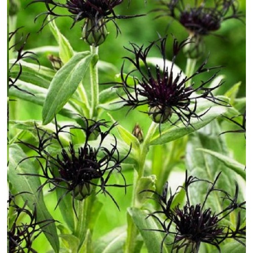 KALNINĖ BAJORĖ JUODA  ‘Black Sprite’ (Centaurea montana)