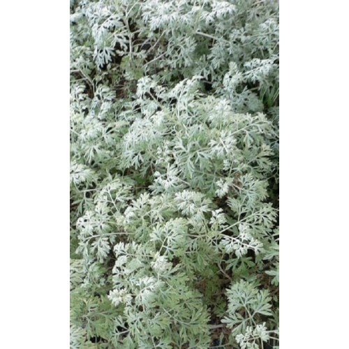 VAISTINIS PELYNAS (Artemisia absinthium)