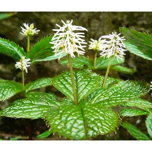 Japoninis žaliaubis (Chloranthus japonicus)